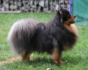 Odin von Chandrapura (black and tan)
